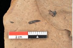Foto (Detailsansicht) von Quercus palaeoilex Ettingshausen (NHMW-GEO-2024-0188-0827)